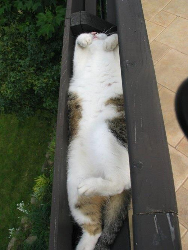 Gatti che dormono in posizioni strane Gatti che dormono in posizioni strane