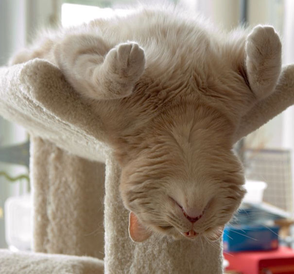 Gatti che dormono in posizioni strane Gatti che dormono in posizioni strane