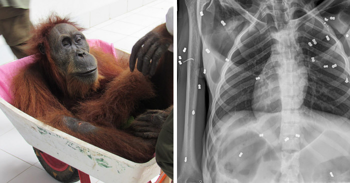 Risultato immagini per hope un orango immagine
