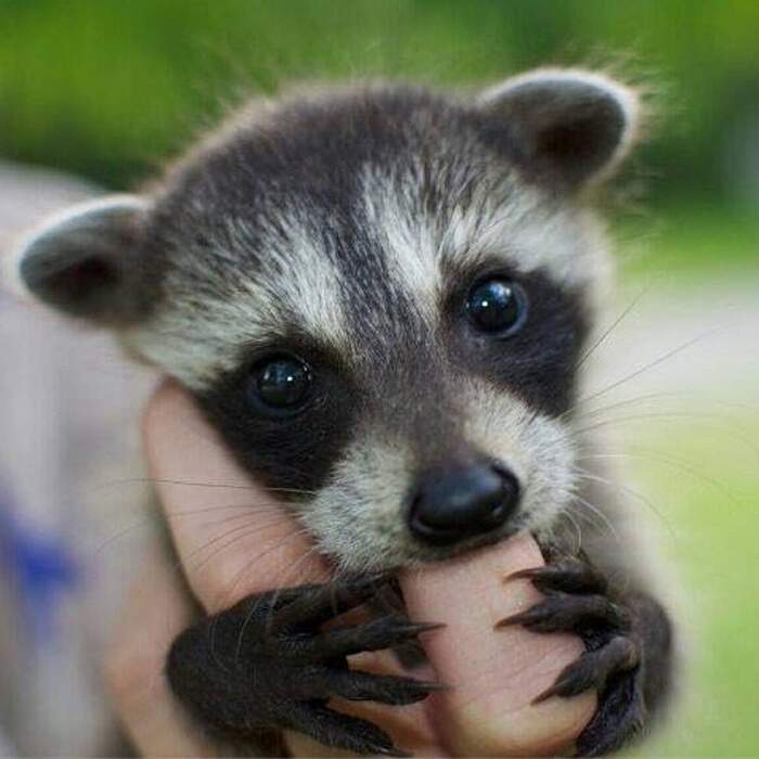 Studi Scientifici Provano Che Le Foto Di Animali Carini Possono Salvare La Tua Relazione Sentimentale