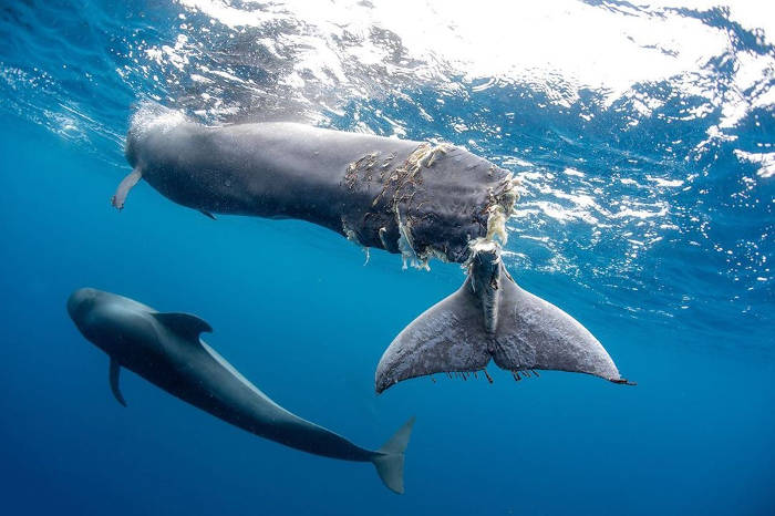 Cucciolo Di Balena Ha La Coda Mozzata Dal Motore Di Una Nave E Deve Essere Soppresso