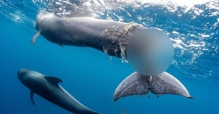 Cucciolo di balena ha la coda mozzata dal motore di una 