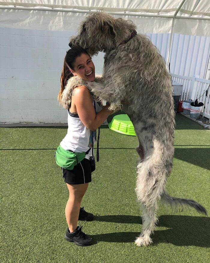 86 persone hanno condiviso foto dei loro levrieri irlandesi e sono  incredibilmente enormi