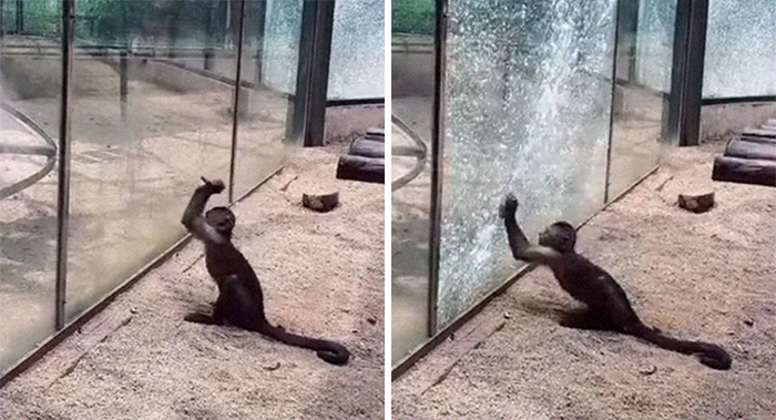 Una scimmia allo Zoo appuntisce una pietra e la usa per frantumare la sua gabbia di vetro Una scimmia allo Zoo appuntisce una pietra e la usa per frantumare la sua gabbia di vetro