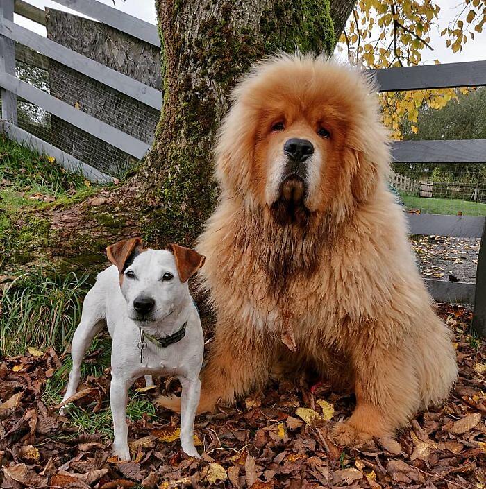 Mastino Tibetano 138 foto mostrano quanto questo cane sia enorme