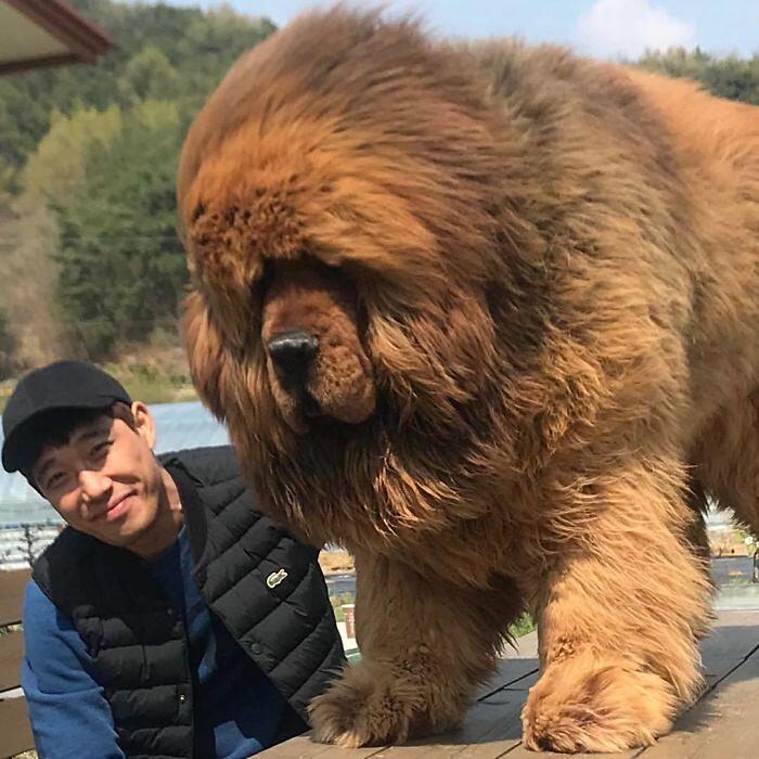 Mastino Tibetano 138 foto mostrano quanto questo cane sia enorme