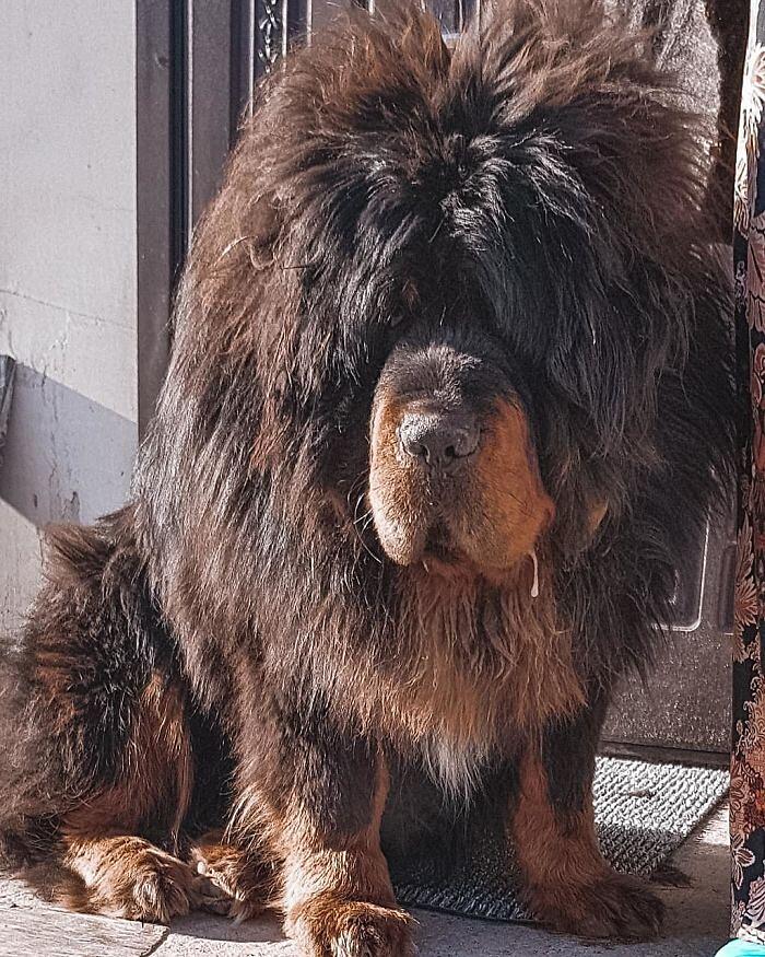 Mastino Tibetano 138 foto mostrano quanto questo cane sia enorme