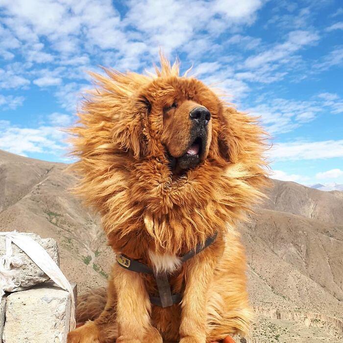 Mastino Tibetano 138 foto mostrano quanto questo cane sia enorme