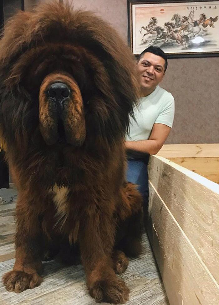 Mastino Tibetano 138 foto mostrano quanto questo cane sia enorme