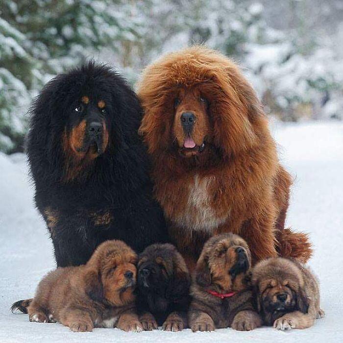 Mastino Tibetano 138 foto mostrano quanto questo cane sia enorme
