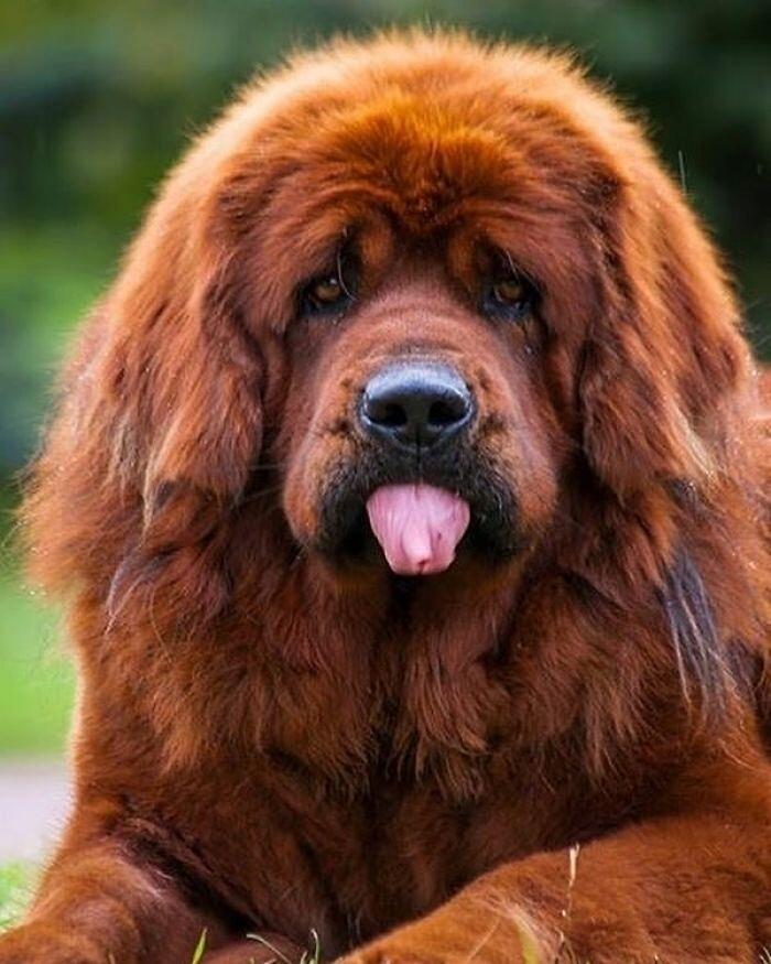 Mastino Tibetano 138 foto mostrano quanto questo cane sia enorme