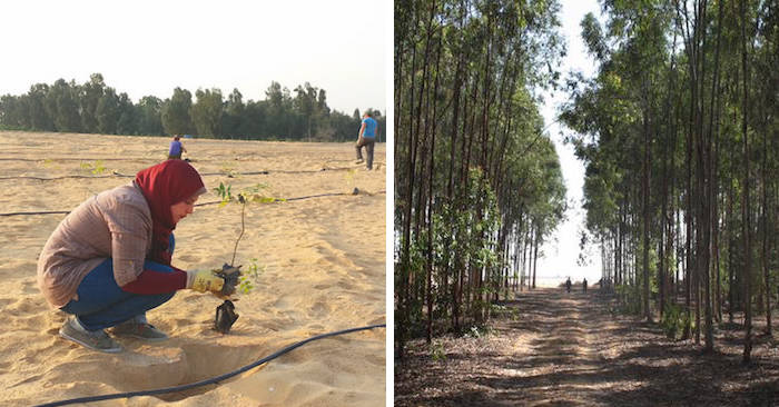 Scienziati riciclano l'acqua delle fogne per creare una foresta nel deserto egiziano Scienziati riciclano l'acqua delle fogne per creare una foresta nel deserto egiziano