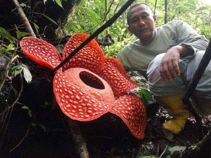 Questo fiore gigante è stato trovato in Indonesia ed è il più