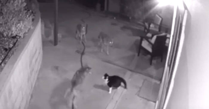 Gatto coraggioso affronta 3 coyote respingendoli e difendendo la padrona di casa Gatto coraggioso affronta 3 coyote respingendoli e difendendo la padrona di casa