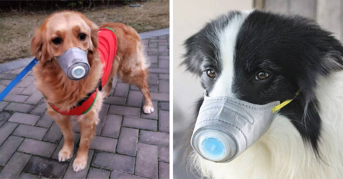 Persone comprano mascherine per cani per difendere il loro animale dal coronavirus Persone comprano mascherine per cani per difendere il loro animale dal coronavirus