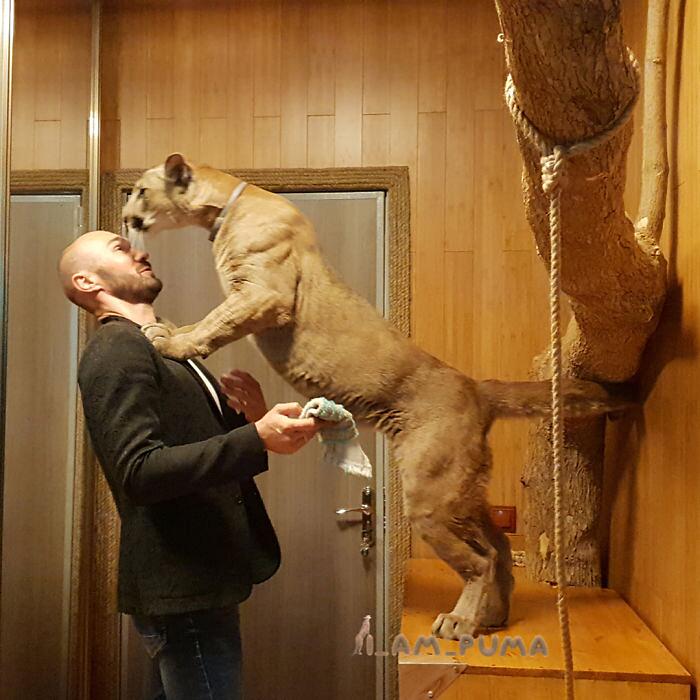 puma in russia