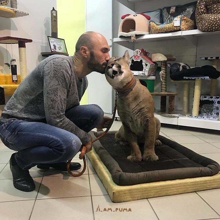 puma in russia