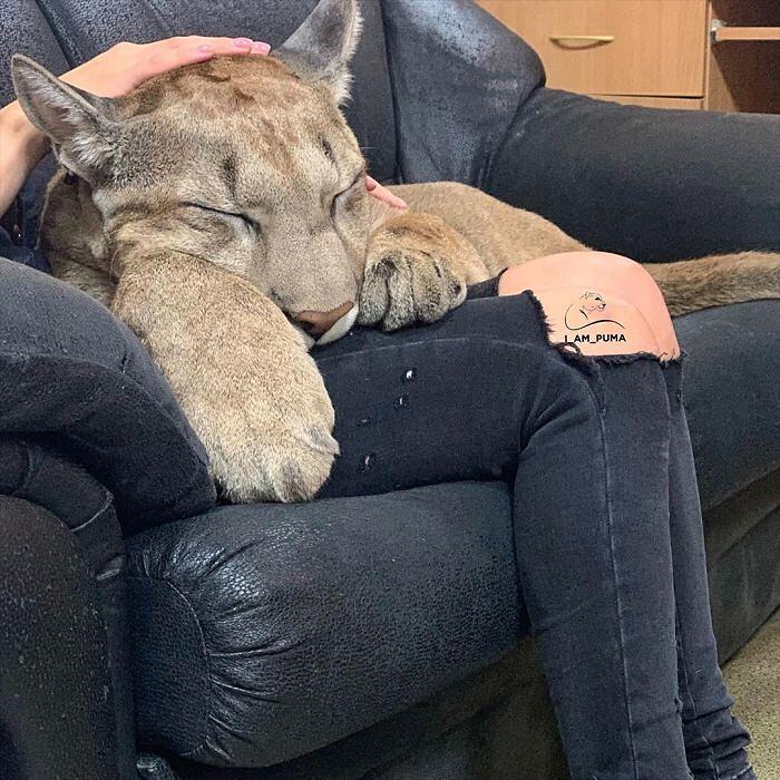 puma in russia