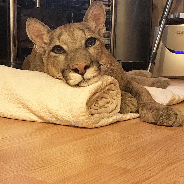 puma in russia