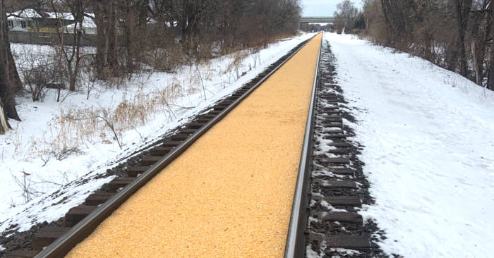 Il mais fuoriesce dal treno e trasforma i binari nella Strada di Mattoni Gialli del Mago di Oz Il mais fuoriesce dal treno e trasforma i binari nella Strada di Mattoni Gialli del Mago di Oz