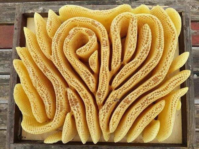 Api costruiscono un alveare a forma di cuore e mostrano il loro lato