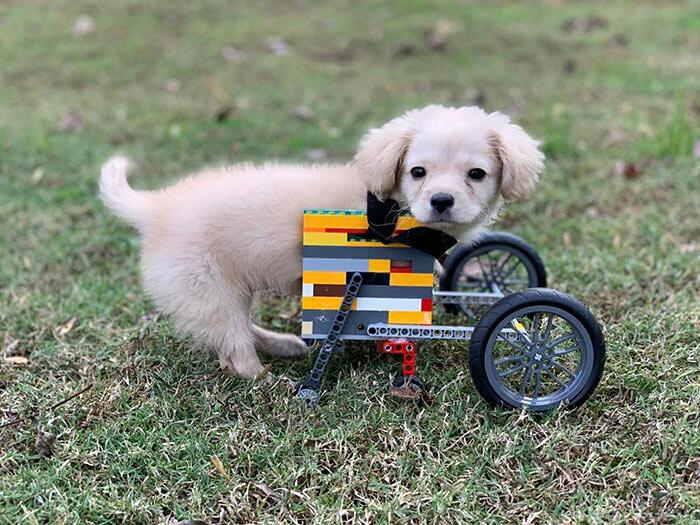 Cane senza zampe anteriori sedia a rotelle Lego