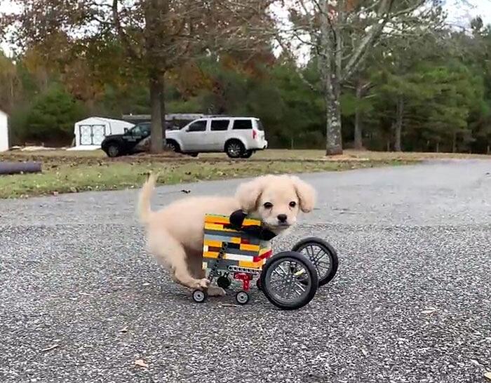 Cane senza zampe anteriori sedia a rotelle Lego