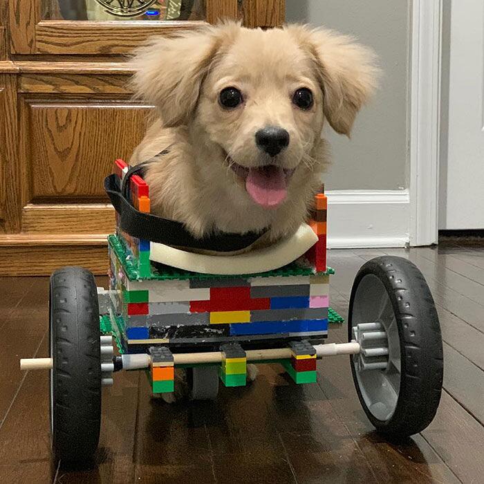 Cane senza zampe anteriori sedia a rotelle Lego