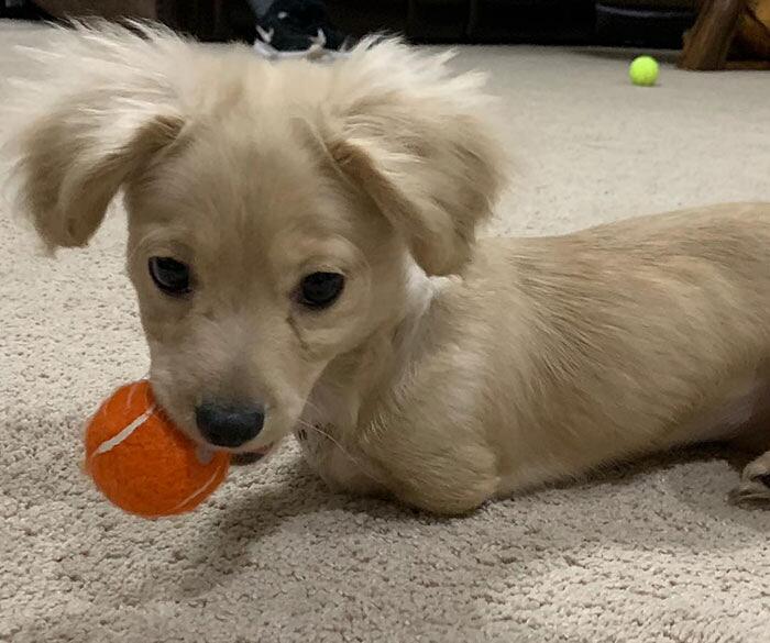 Cane senza zampe anteriori sedia a rotelle Lego