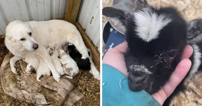 Mamma cane adotta una capretta abbandonata e la allatta insieme ai suoi cuccioli Mamma cane adotta una capretta abbandonata e la allatta insieme ai suoi cuccioli