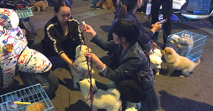 Autorità cinesi minacciano di sopprimere cani e gatti a causa del coronavirus Autorità cinesi minacciano di sopprimere cani e gatti a causa del coronavirus