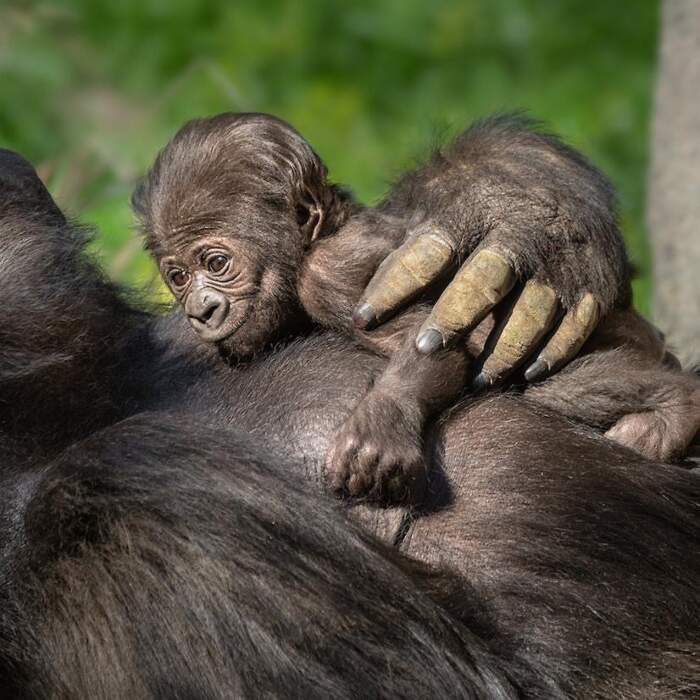 È femmina il primo cucciolo di gorilla nato dopo 20 anni allo zoo di Los Angeles