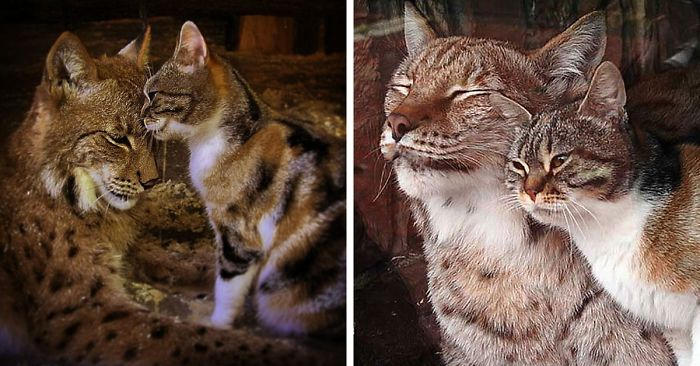 Gatto si intrufola in uno zoo e diventa amico di una lince Gatto si intrufola in uno zoo e diventa amico di una lince