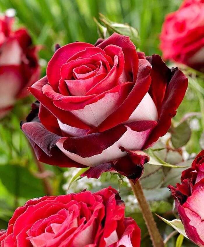 La rosa Osiria ha i petali rossi e bianchi ed è la cosa più romantica di  sempre