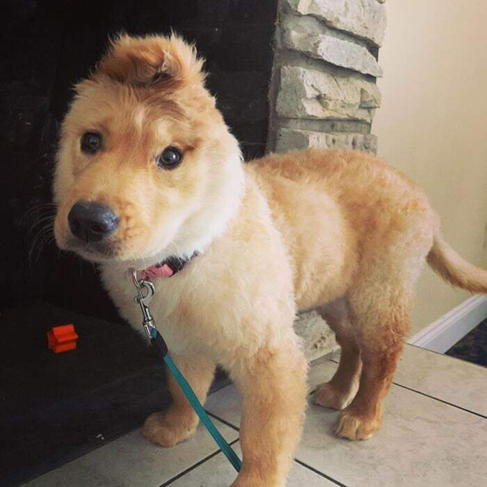 Lo Chiamano Cane Unicorno Un Cucciolo Di Golden Retriever Con Un Orecchio In Mezzo Alla Testa