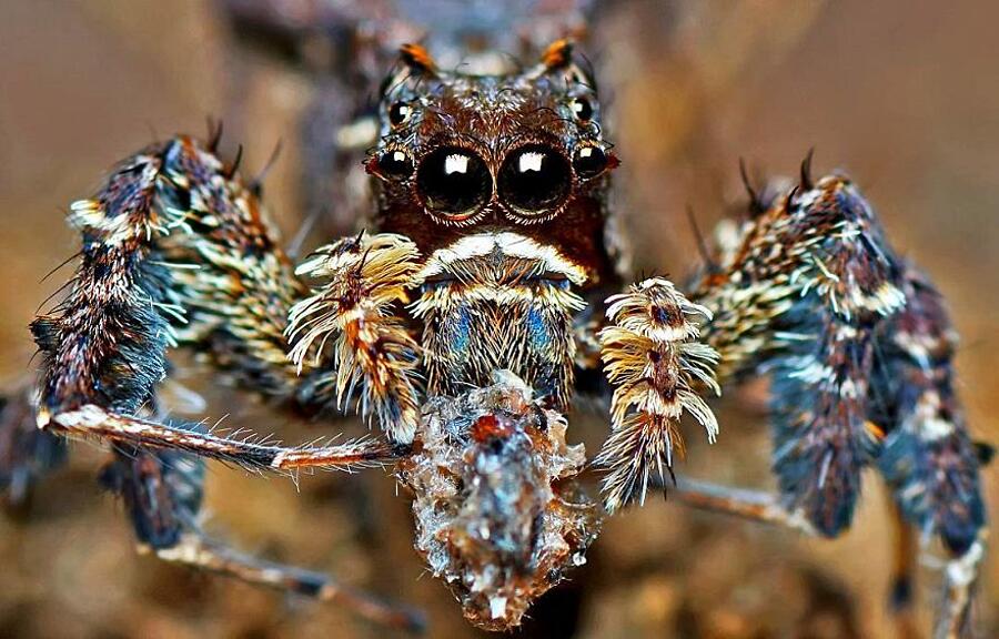 8 пауков и жуков. Жук паук. Пауки красоточные пауки. Жуков и пауков жуки пауки. Самый милый паук в мире.