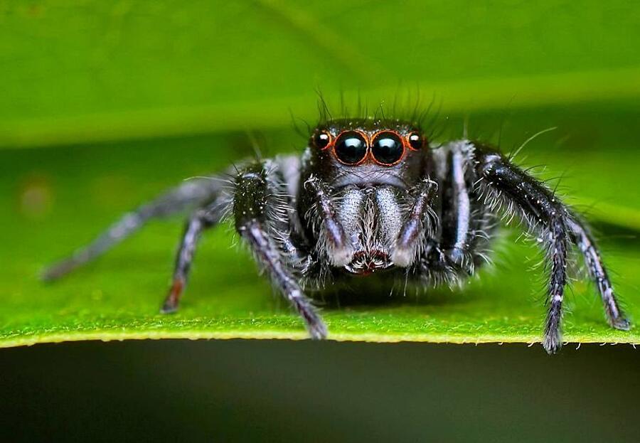 8 пауков и жуков. Жук паук. Милый паук. Самый милый паук в мире. Жук паук фото.