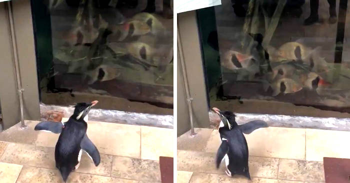 Coronavirus, l'acquario chiude e i pinguini sostituiscono gli umani visitando gli altri animali Coronavirus, l'acquario chiude e i pinguini sostituiscono gli umani visitando gli altri animali