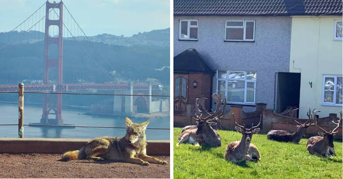 Gli animali si riprendono gli spazi delle città in quarantena ...