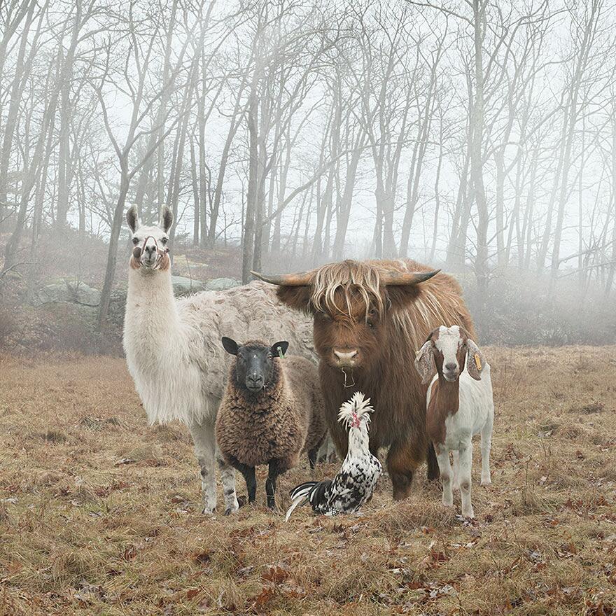 questo-fotografo-immortala-gli-animali-della-fattoria-come-nessun-altro