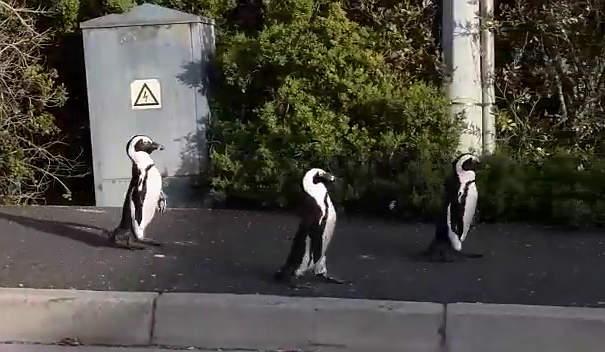 Pinguini selvatici decidono di riprendersi la citt� durante l'isolamento a Citt� del Capo, Sudafrica