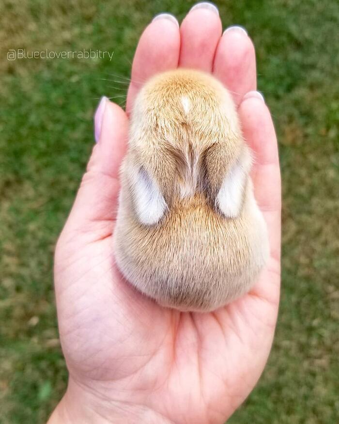 21 Adorabili Coniglietti Ti Faranno Desiderare Che Arrivi Subito Pasqua