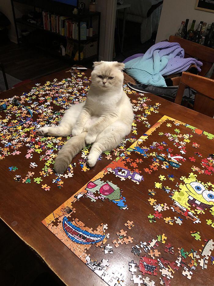 Gatti alle prese con i puzzle foto divertenti