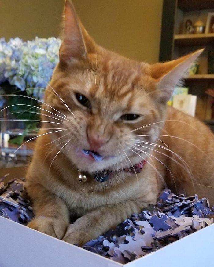 Gatti alle prese con i puzzle foto divertenti