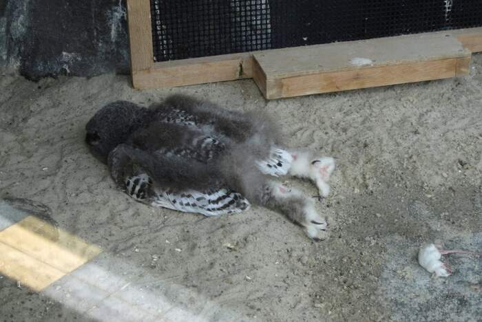 Pulcini Di Gufo Dormono A Faccia In Giu Perche La Testa E Troppo Pesante E Sono Ancora Piu Adorabili