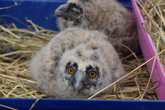 Pulcini Di Gufo Dormono A Faccia In Giu Perche La Testa E Troppo Pesante E Sono Ancora Piu Adorabili