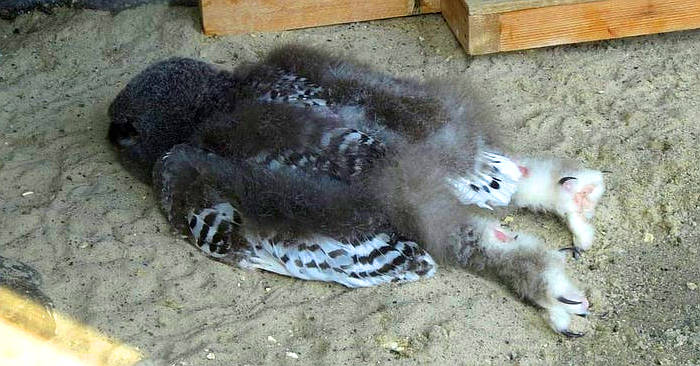 Pulcini Di Gufo Dormono A Faccia In Giu Perche La Testa E Troppo Pesante E Sono Ancora Piu Adorabili