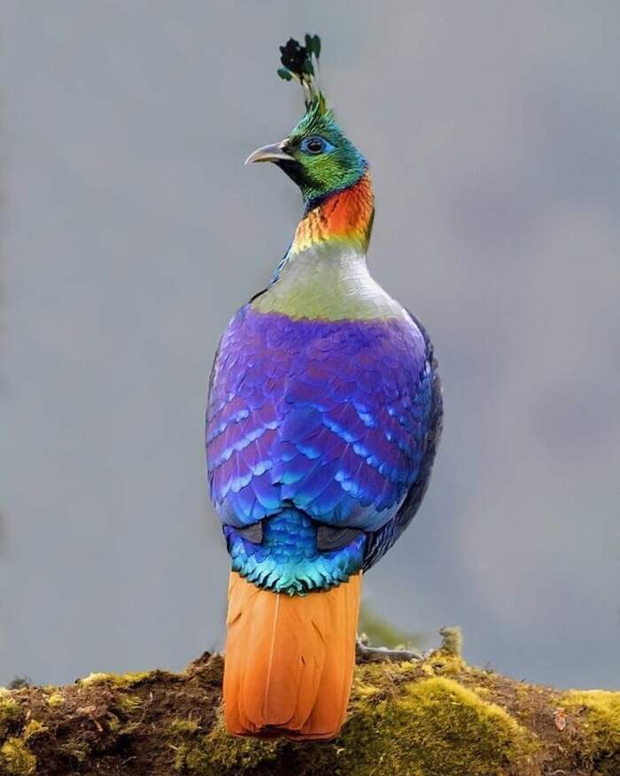 Il Lofoforo Splendido, un arcobaleno di piume che vola sull'Himalaya