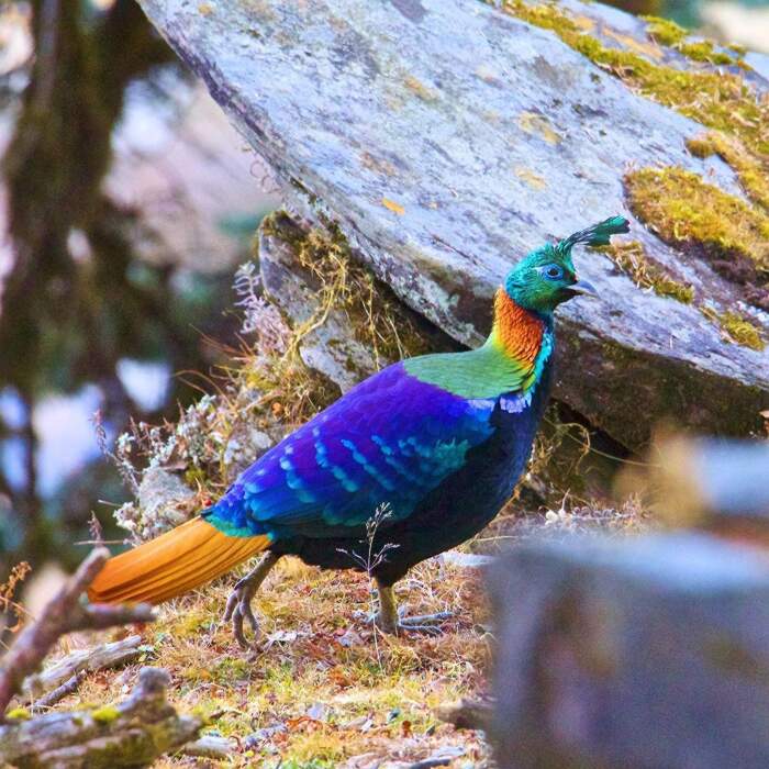 Il Lofoforo Splendido, un arcobaleno di piume che vola sull'Himalaya