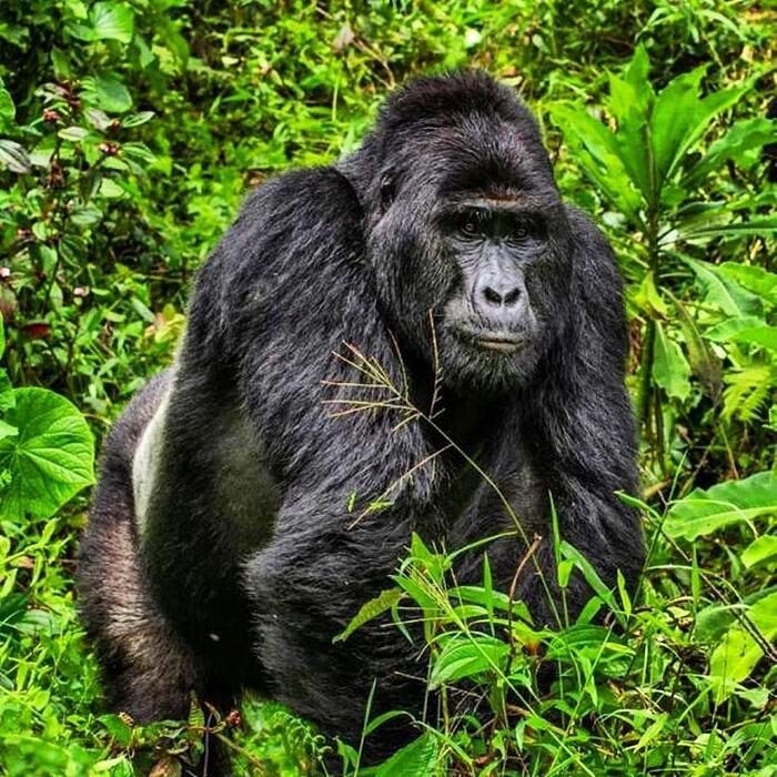 11 anni di galera per il cacciatore che ha ucciso Re Rafiki, il raro gorilla di montagna